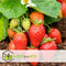 Plant in a Box - Fragaria x ananassa 'Roman' - Set van 6 - Hangende wilde aardbeiplant - Pot 9cm - Hoogte 15-20cm