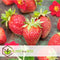 Plant in a Box - Fragaria x ananassa 'Roman' - Set van 6 - Hangende wilde aardbeiplant - Pot 9cm - Hoogte 15-20cm