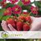 Plant in a Box - Fragaria x ananassa 'Roman' - Set van 6 - Hangende wilde aardbeiplant - Pot 9cm - Hoogte 15-20cm