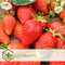 Plant in a Box - Fragaria x ananassa 'Roman' - Set van 6 - Hangende wilde aardbeiplant - Pot 9cm - Hoogte 15-20cm