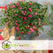Plant in a Box - Fragaria x ananassa 'Roman' - Set van 6 - Hangende wilde aardbeiplant - Pot 9cm - Hoogte 15-20cm