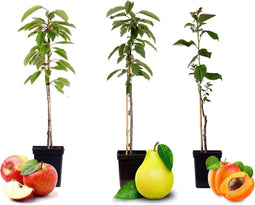Plant in a Box - Fruitbomen - mix van 3 - appels, peer - Malus Braeburn, Pyrus 'Doyenne du Comice', Prunus 'Americana' - Pot 9cm - Hoogte 60-70cm