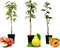 Plant in a Box - Fruitbomen - mix van 3 - appels, peer - Malus Braeburn, Pyrus 'Doyenne du Comice', Prunus 'Americana' - Pot 9cm - Hoogte 60-70cm