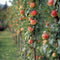 Plant in a Box - Fruitbomen - mix van 3 - appels, peer - Malus Braeburn, Pyrus 'Doyenne du Comice', Prunus 'Americana' - Pot 9cm - Hoogte 60-70cm