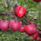Plant in a Box - Fruitbomen - mix van 3 - appels, peer - Malus Braeburn, Pyrus 'Doyenne du Comice', Prunus 'Americana' - Pot 9cm - Hoogte 60-70cm