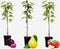 Plant in a Box - Fruitbomen - mix van 3 - appels, peer - Malus Braeburn, Pyrus 'Doyenne du Comice', Prunus 'Americana' - Pot 9cm - Hoogte 60-70cm