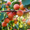 Plant in a Box - Fruitbomen - mix van 3 - appels, peer - Malus Braeburn, Pyrus 'Doyenne du Comice', Prunus 'Americana' - Pot 9cm - Hoogte 60-70cm