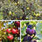 Plant in a Box - Fruitbomen - mix van 3 - appels, peer - Malus Braeburn, Pyrus 'Doyenne du Comice', Prunus 'Americana' - Pot 9cm - Hoogte 60-70cm