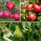 Plant in a Box - Fruitbomen - mix van 3 - appels, peer - Malus Braeburn, Pyrus 'Doyenne du Comice', Prunus 'Americana' - Pot 9cm - Hoogte 60-70cm