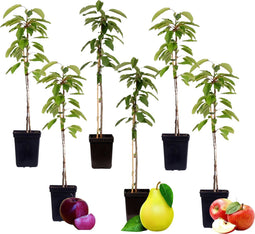 Plant in a Box - Fruitbomen - mix van 6 - appels, peer - Malus Braeburn, Pyrus 'Doyenne du Comice', Malus ‘Baya Marisa' - Pot 9cm - Hoogte 60-70cm