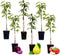 Plant in a Box - Fruitbomen - mix van 6 - appels, peer - Malus Braeburn, Pyrus 'Doyenne du Comice', Malus ‘Baya Marisa' - Pot 9cm - Hoogte 60-70cm