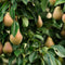 Plant in a Box - Fruitbomen - mix van 6 - appels, peer - Malus Braeburn, Pyrus 'Doyenne du Comice', Malus ‘Baya Marisa' - Pot 9cm - Hoogte 60-70cm