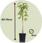 Plant in a Box - Fruitbomen - mix van 6 - appels, peer - Malus Braeburn, Pyrus 'Doyenne du Comice', Malus ‘Baya Marisa' - Pot 9cm - Hoogte 60-70cm