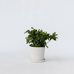 Plant in a Box - Gardenia Jasminoides - Onderhoudsvrije bloeiende kamerplant - Witte bloemen - Pot 13cm - Hoogte 20-30cm