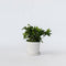 Plant in a Box - Gardenia Jasminoides - Onderhoudsvrije bloeiende kamerplant - Witte bloemen - Pot 13cm - Hoogte 20-30cm