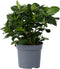 Plant in a Box - Gardenia Jasminoides - Onderhoudsvrije bloeiende kamerplant - Witte bloemen - Pot 13cm - Hoogte 20-30cm