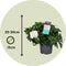 Plant in a Box - Gardenia Jasminoides - Onderhoudsvrije bloeiende kamerplant - Witte bloemen - Pot 13cm - Hoogte 20-30cm