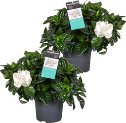 Plant in a Box - Gardenia Jasminoides - Set van 2 - Onderhoudsvrije bloeiende kamerplant - Witte bloemen - Pot 13cm - Hoogte 20-30cm