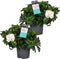 Plant in a Box - Gardenia Jasminoides - Set van 2 - Onderhoudsvrije bloeiende kamerplant - Witte bloemen - Pot 13cm - Hoogte 20-30cm