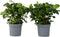 Plant in a Box - Gardenia Jasminoides - Set van 2 - Onderhoudsvrije bloeiende kamerplant - Witte bloemen - Pot 13cm - Hoogte 20-30cm