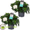 Plant in a Box - Gardenia Jasminoides - Set van 2 - Onderhoudsvrije bloeiende kamerplant - Witte bloemen - Pot 13cm - Hoogte 20-30cm