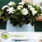 Plant in a Box - Gardenia Jasminoides - Set van 2 - Onderhoudsvrije bloeiende kamerplant - Witte bloemen - Pot 13cm - Hoogte 20-30cm