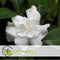 Plant in a Box - Gardenia Jasminoides - Set van 2 - Onderhoudsvrije bloeiende kamerplant - Witte bloemen - Pot 13cm - Hoogte 20-30cm