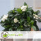 Plant in a Box - Gardenia Jasminoides - Set van 2 - Onderhoudsvrije bloeiende kamerplant - Witte bloemen - Pot 13cm - Hoogte 20-30cm