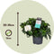 Plant in a Box - Gardenia Jasminoides - Set van 4 - Onderhoudsvrije bloeiende kamerplant - Witte bloemen - Pot 13cm - Hoogte 20-30cm