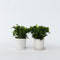 Plant in a Box - Gardenia Jasminoides - Set van 4 - Onderhoudsvrije bloeiende kamerplant - Witte bloemen - Pot 13cm - Hoogte 20-30cm