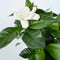 Plant in a Box - Gardenia Jasminoides - Set van 4 - Onderhoudsvrije bloeiende kamerplant - Witte bloemen - Pot 13cm - Hoogte 20-30cm