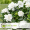 Plant in a Box - Gardenia Jasminoides - Set van 4 - Onderhoudsvrije bloeiende kamerplant - Witte bloemen - Pot 13cm - Hoogte 20-30cm
