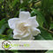 Plant in a Box - Gardenia Jasminoides - Set van 4 - Onderhoudsvrije bloeiende kamerplant - Witte bloemen - Pot 13cm - Hoogte 20-30cm