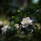 Plant in a Box - Gardenia Jasminoides - Set van 4 - Onderhoudsvrije bloeiende kamerplant - Witte bloemen - Pot 13cm - Hoogte 20-30cm