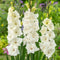 Plant in a Box - Gladiolus 'Glamini Amber' Mini - Gladiool - set van 21 - Tuinbloemen - Wit - Volgroeid: 50 cm