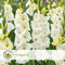Plant in a Box - Gladiolus 'Glamini Amber' Mini - Gladiool - set van 21 - Tuinbloemen - Wit - Volgroeid: 50 cm
