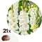 Plant in a Box - Gladiolus 'Glamini Amber' Mini - Gladiool - set van 21 - Tuinbloemen - Wit - Volgroeid: 50 cm