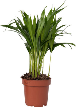 Plant in a Box - Goudpalm - Dypsis lutescens - Hoogte 30-45cm - Pot 12cm - Kamerplant - Groen