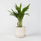 Plant in a Box - Goudpalm - Dypsis lutescens - Hoogte 30-45cm - Pot 12cm - Kamerplant - Groen