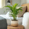 Plant in a Box - Goudpalm - Dypsis lutescens - Hoogte 30-45cm - Pot 12cm - Kamerplant - Groen