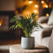Plant in a Box - Goudpalm - Dypsis lutescens - Hoogte 30-45cm - Pot 12cm - Kamerplant - Groen
