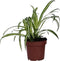 Plant in a Box - Graslelie - Chlorophytum comosum 'Atlantic' - Hoogte 25-40cm - Pot 12cm - Kamerplant - Groen