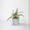 Plant in a Box - Graslelie - Chlorophytum comosum 'Atlantic' - Hoogte 25-40cm - Pot 12cm - Kamerplant - Groen