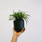 Plant in a Box - Graslelie - Chlorophytum comosum 'Atlantic' - Hoogte 25-40cm - Pot 12cm - Kamerplant - Groen