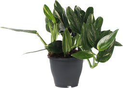 Plant in a Box - Groene kamerplant - Philodendron Cobra - Hoogte 55-65cm - Pot 19cm - Hangplant - Groen