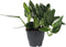Plant in a Box - Groene kamerplant - Philodendron Cobra - Hoogte 55-65cm - Pot 19cm - Hangplant - Groen