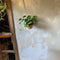 Plant in a Box - Groene kamerplant - Philodendron Cobra - Hoogte 55-65cm - Pot 19cm - Hangplant - Groen