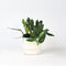 Plant in a Box - Groene kamerplant - Philodendron Cobra - Hoogte 55-65cm - Pot 19cm - Hangplant - Groen