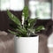 Plant in a Box - Groene kamerplant - Philodendron Cobra - Hoogte 55-65cm - Pot 19cm - Hangplant - Groen