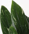 Plant in a Box - Groene kamerplant - Philodendron Cobra - Hoogte 55-65cm - Pot 19cm - Hangplant - Groen